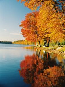 Shot of trees in autumn along a lake in Connecticut, USA.